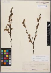 Foto von Salix cinerea L.